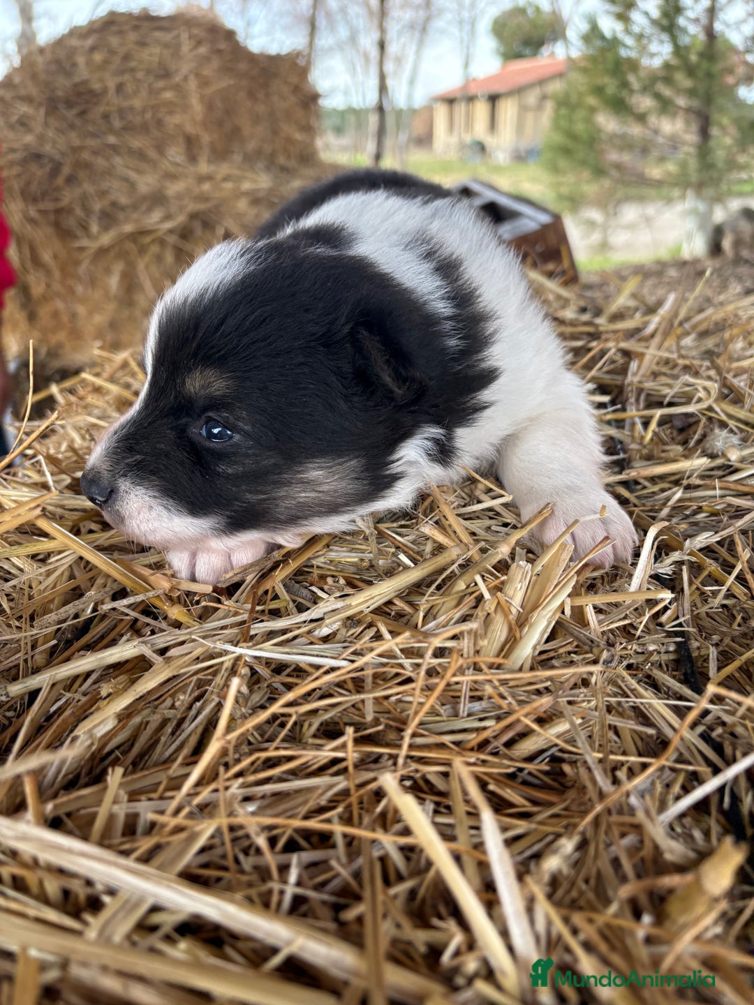 Border Collie perros en venta: Linda hembra de Border  collie  - Anuncio 19
