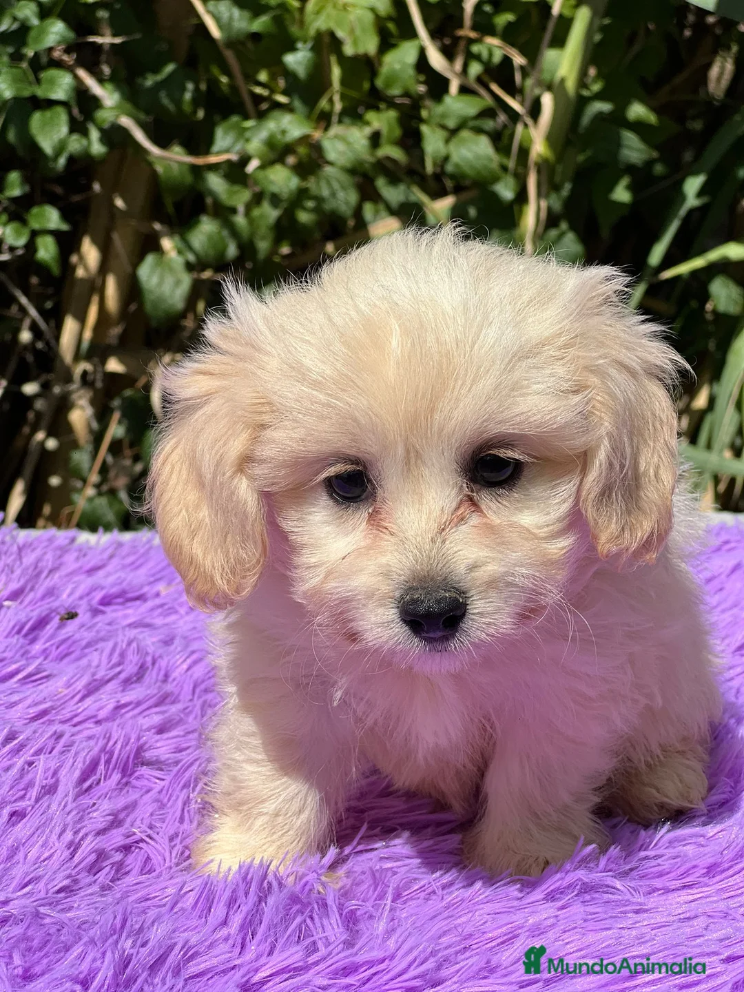 Maltipoo perros en venta: Maltipoo apricot - Anuncio 11