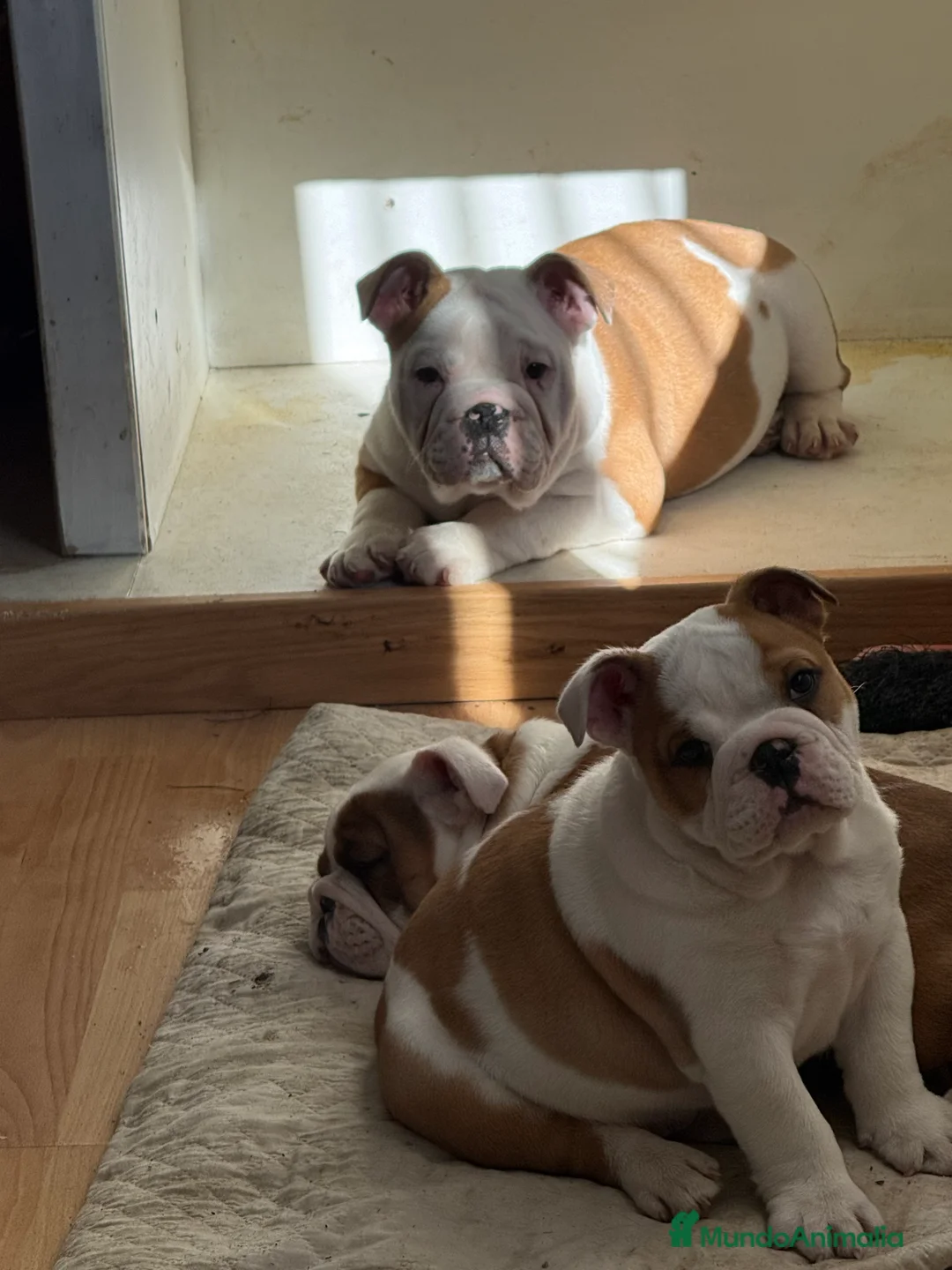 Bulldog Inglés perros en venta: Disponibles bulldog ingles  - Anuncio 3