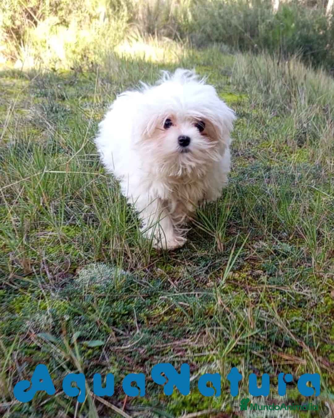 Bichón Maltés perros Bichon Maltes Macho de Cora 4566 AQUANATURA - Anuncio 2