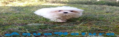Bichón Maltés 