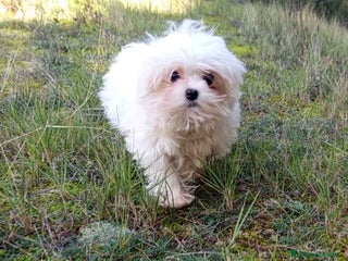 Bichón Maltés perros Bichon Maltes Macho de Cora 4566 AQUANATURA - Anuncio 2