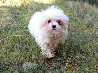 Bichón Maltés perros Bichon Maltes Macho de Cora 4566 AQUANATURA - Anuncio 9