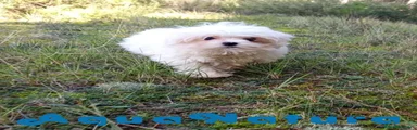Bichón Maltés 