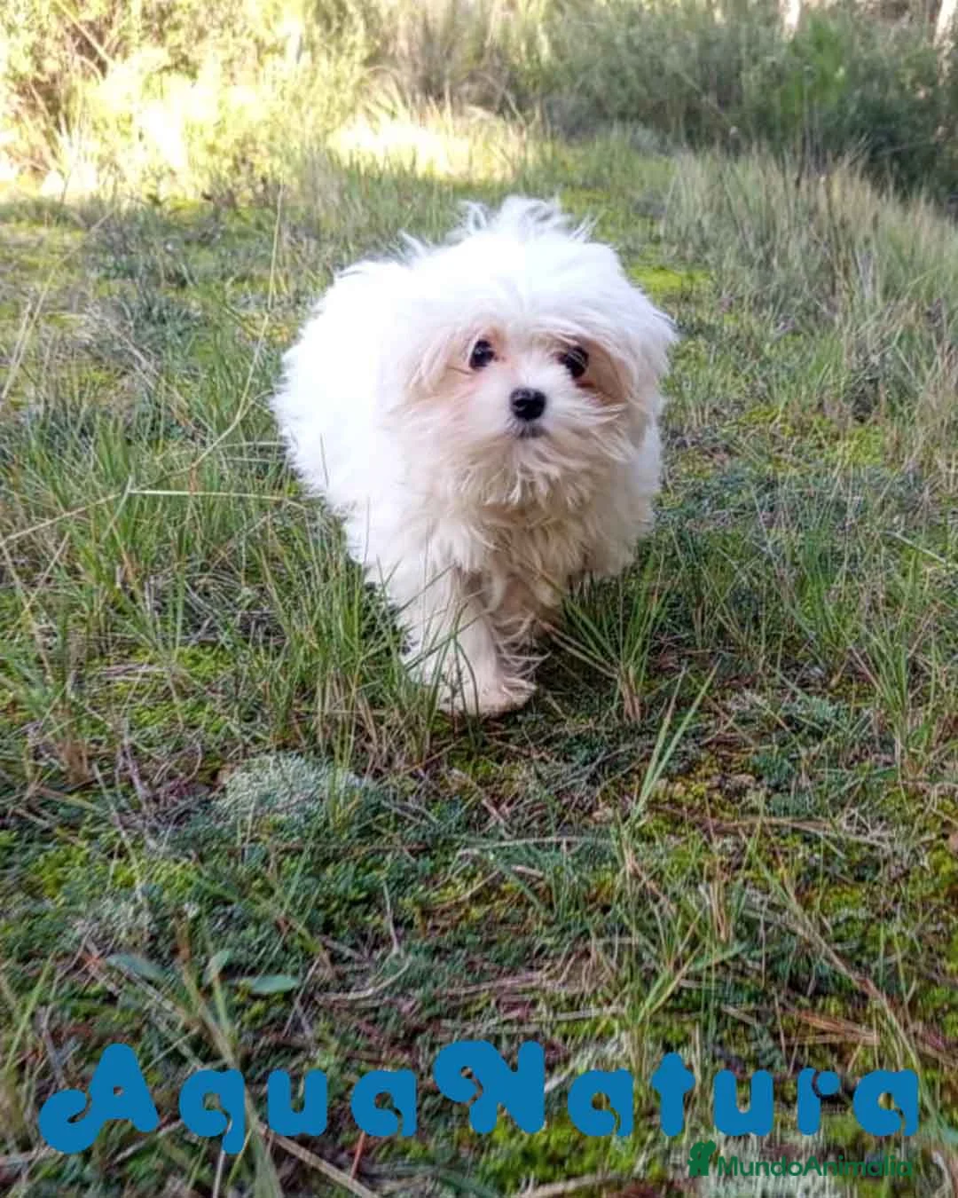 Bichón Maltés perros en venta: Bichon Maltes Macho de Cora 4566 AQUANATURA - Anuncio 1