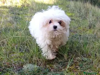 Bichón Maltés perros Bichon Maltes Macho de Cora 4566 AQUANATURA - Anuncio 11