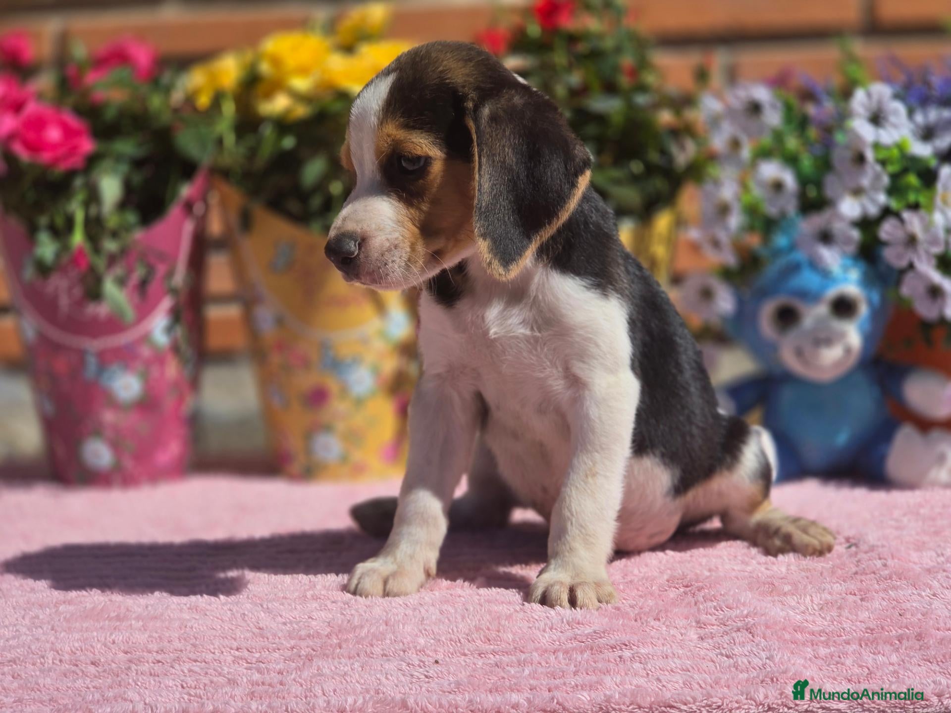Beagle perros Beagle. Machos - Anuncio 1
