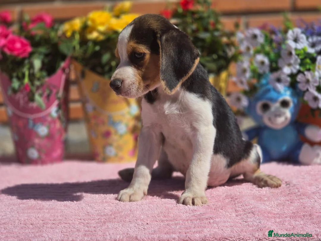 Beagle perros en venta: Beagle. Machos - Anuncio 1