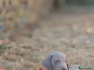 Braco Alemán de Pelo Corto perros Braco de weimar - Anuncio 23