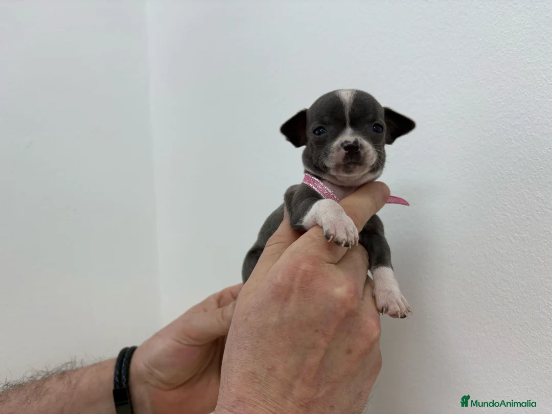 Chihuahua perros en venta: Chihuahua toy.chocolate,perla y tricolor  en Alicante - Anuncio 6