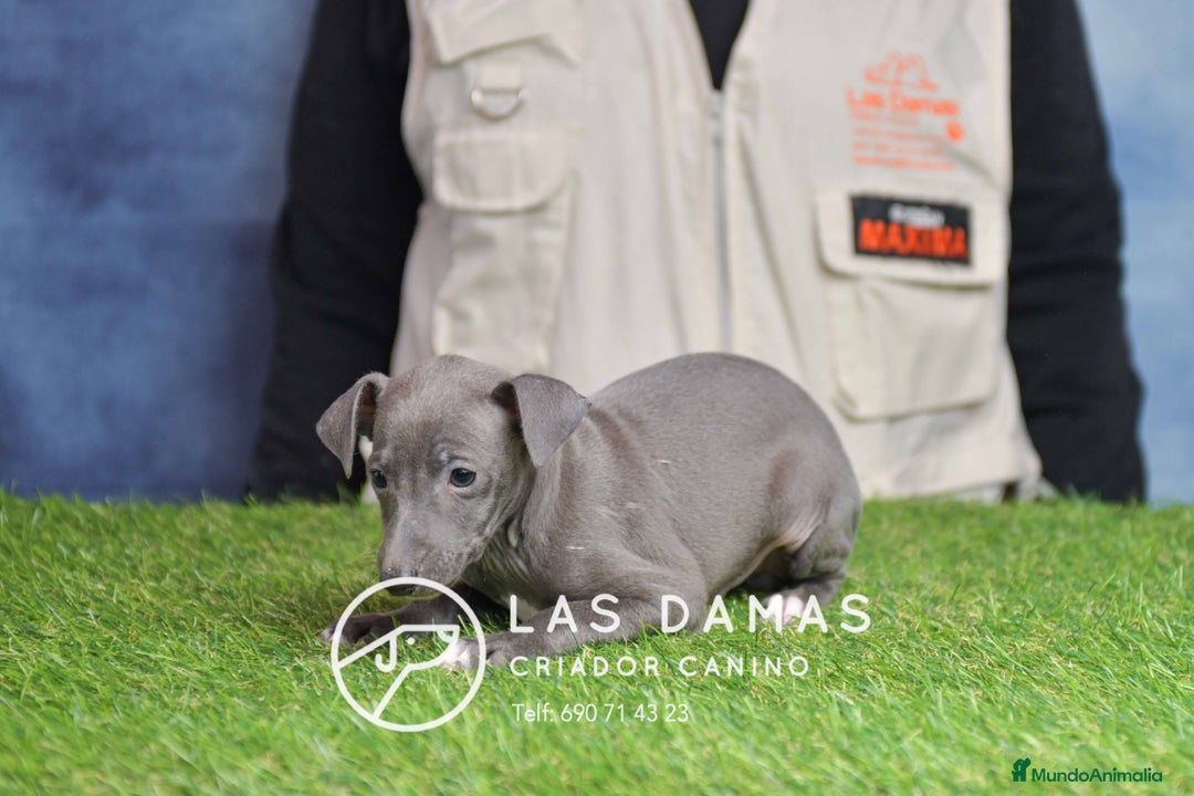 Pequeño Lebrel Italiano perros en venta: Piccolo lebrel italiano - Anuncio 3