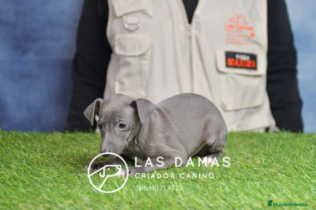 Pequeño Lebrel Italiano perros en venta: Piccolo lebrel italiano - Anuncio 3