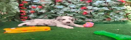 Border Collie perros en venta: Borde collie  - Anuncio 2
