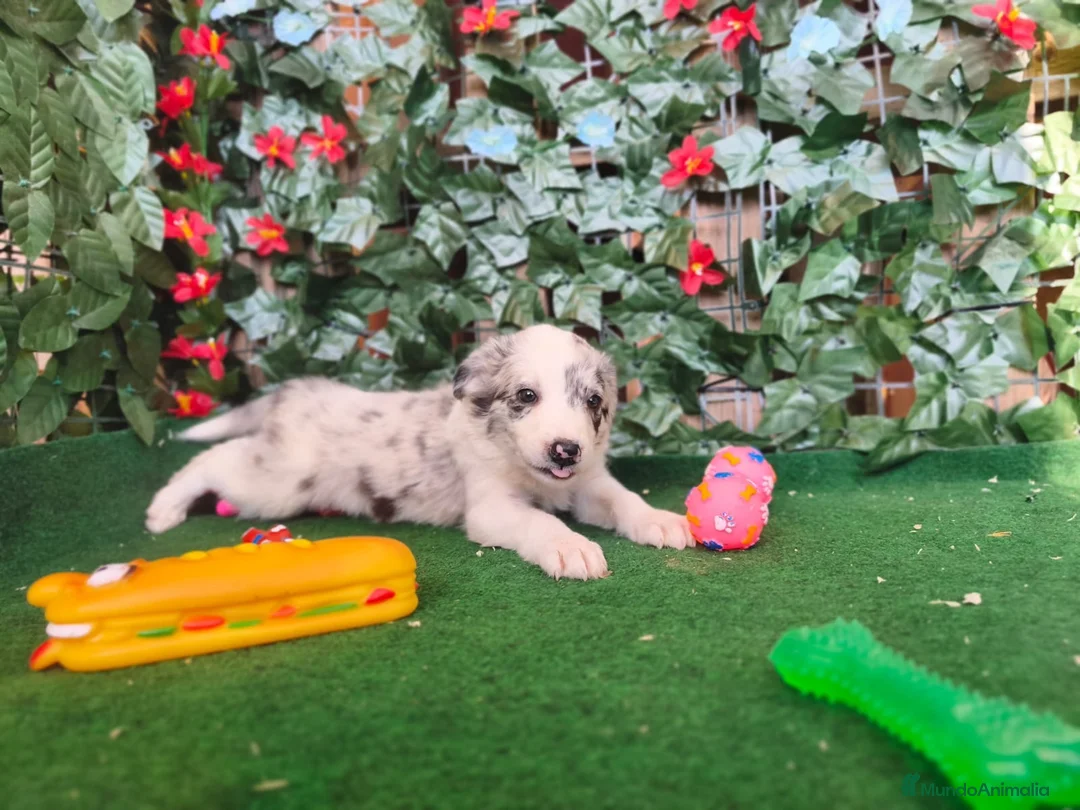 Border Collie perros en venta: Borde collie  - Anuncio 2