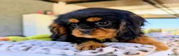 Cavalier King Charles Spaniel perros en venta: Cavalier macho negro fuego - Anuncio 5