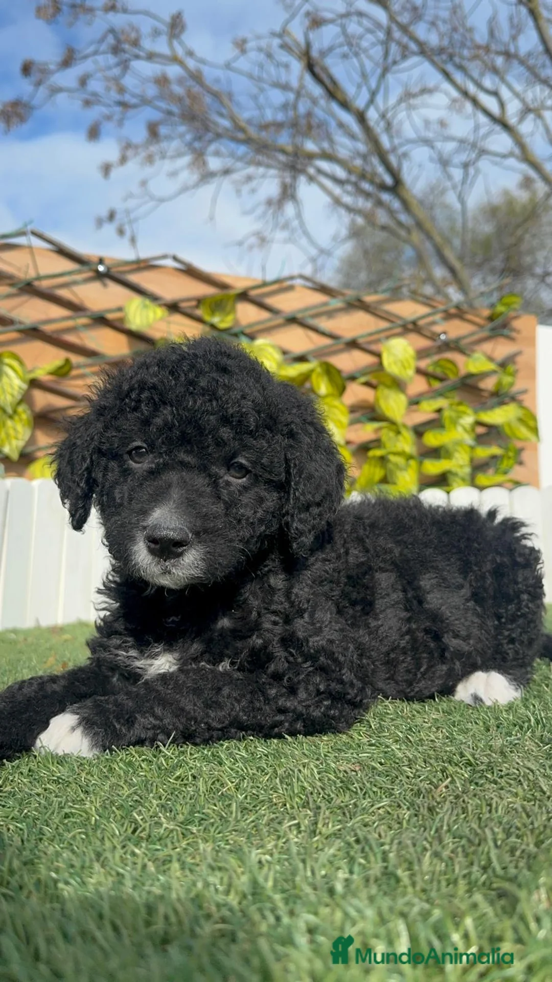 Perro de Agua Español perros en venta: PERRO DE AGUA  - Anuncio 11