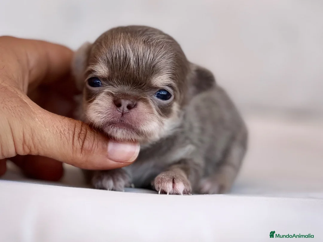 Chihuahua perros en venta: EXClUSIVA HEMBRITA TRICOLOR LILAC DE PELO LARGO - Anuncio 1