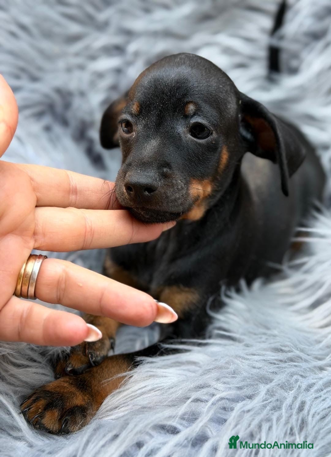 Pinscher Miniatura perros Camada mini pinscher🐾 - Anuncio 3