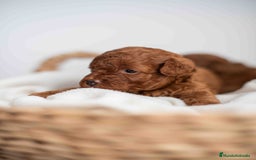 Caniche Toy perros en venta: Caniche toy rojos machos - Imagen 3