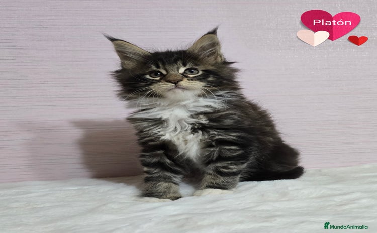 Maine Coon gatos - Anuncio 6