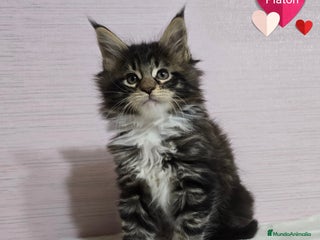 Maine Coon gatos - Anuncio 2