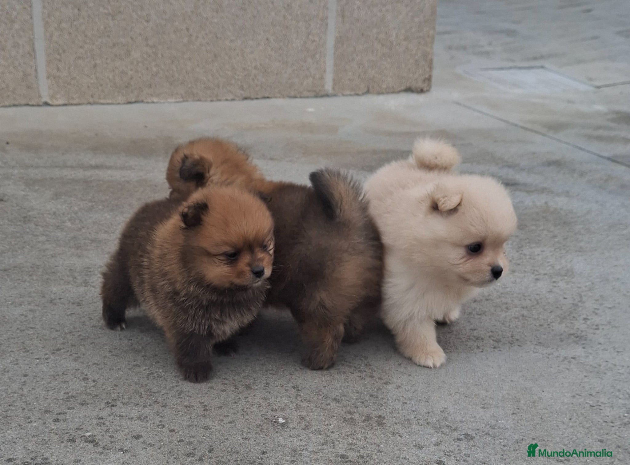 Pomerania perros Pomerania  - Anuncio 28