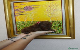 Caniche Toy perros en venta: CANICHES TOYS CALIDAD Y SELECCIÓN  - Imagen 6