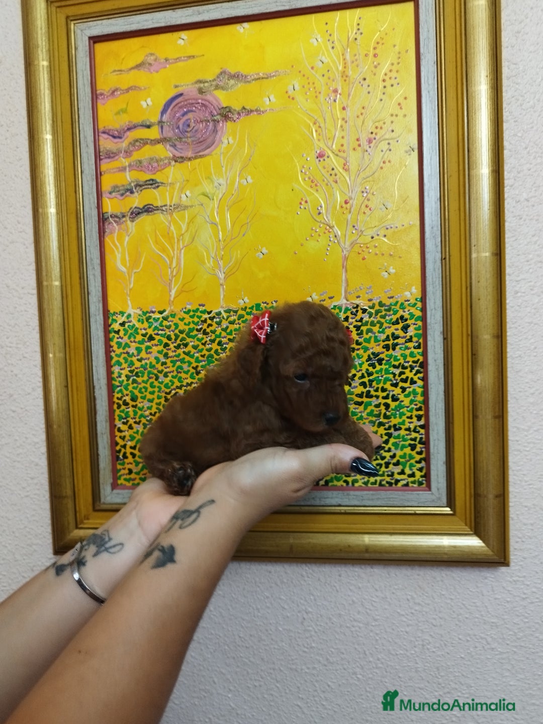 Caniche Toy perros en venta: CANICHES TOYS CALIDAD Y SELECCIÓN  - Imagen 6