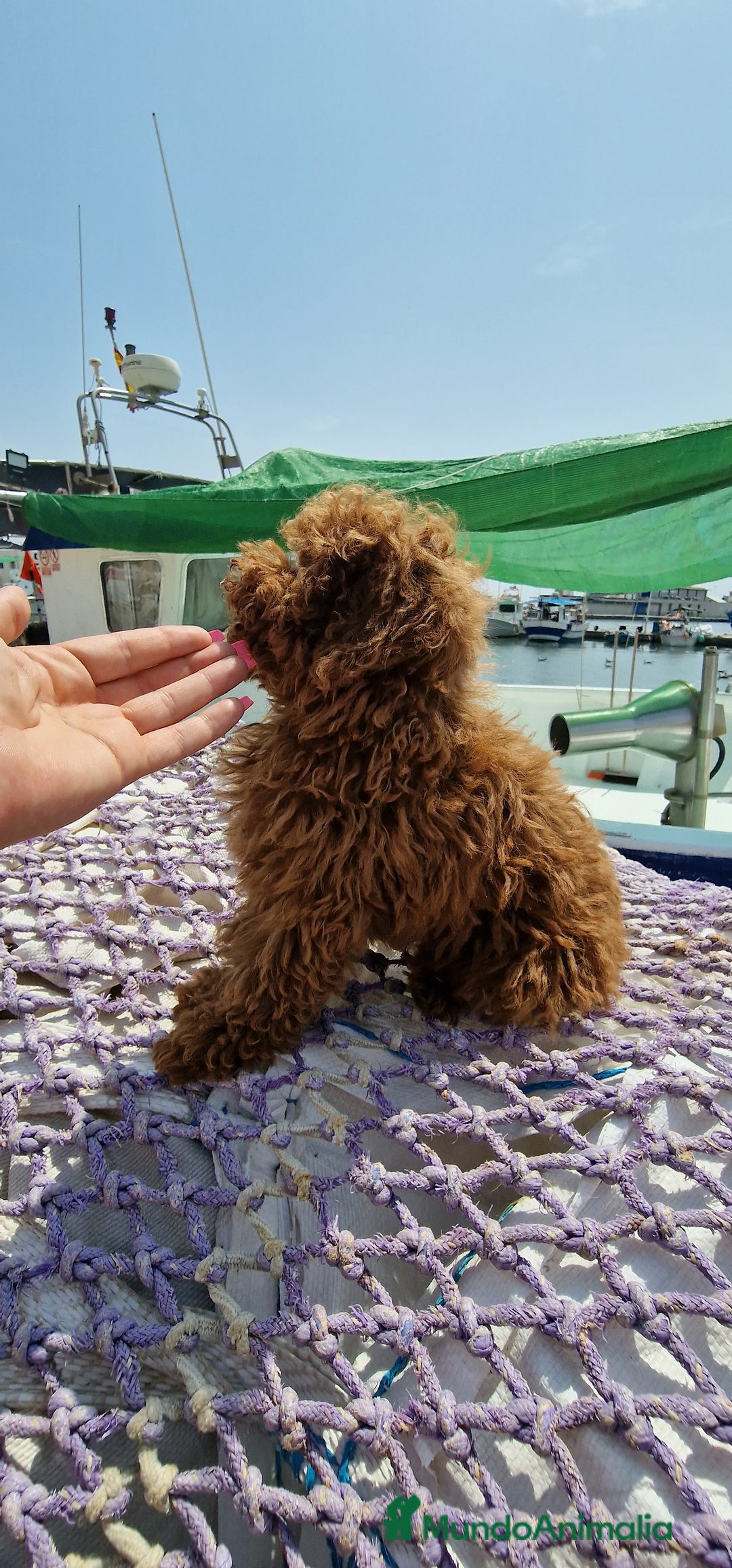 Caniche Toy perros en venta: Espectacular macho caniche toy rojo pimentón  - Imagen 3