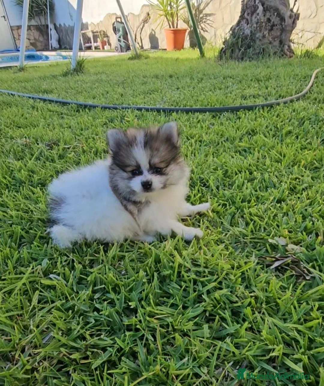 Pomerania perros en venta: Cachorros pomerania, precio real.  - Anuncio 2
