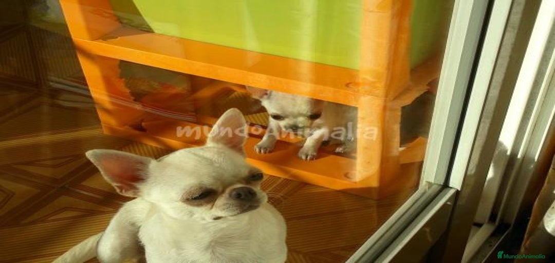 Imagen de galería {{count}}