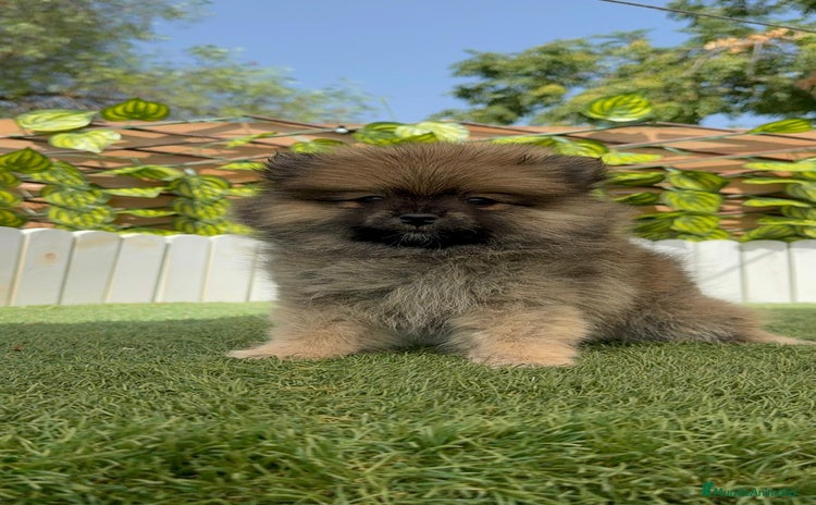 Pomerania perros - Anuncio 1