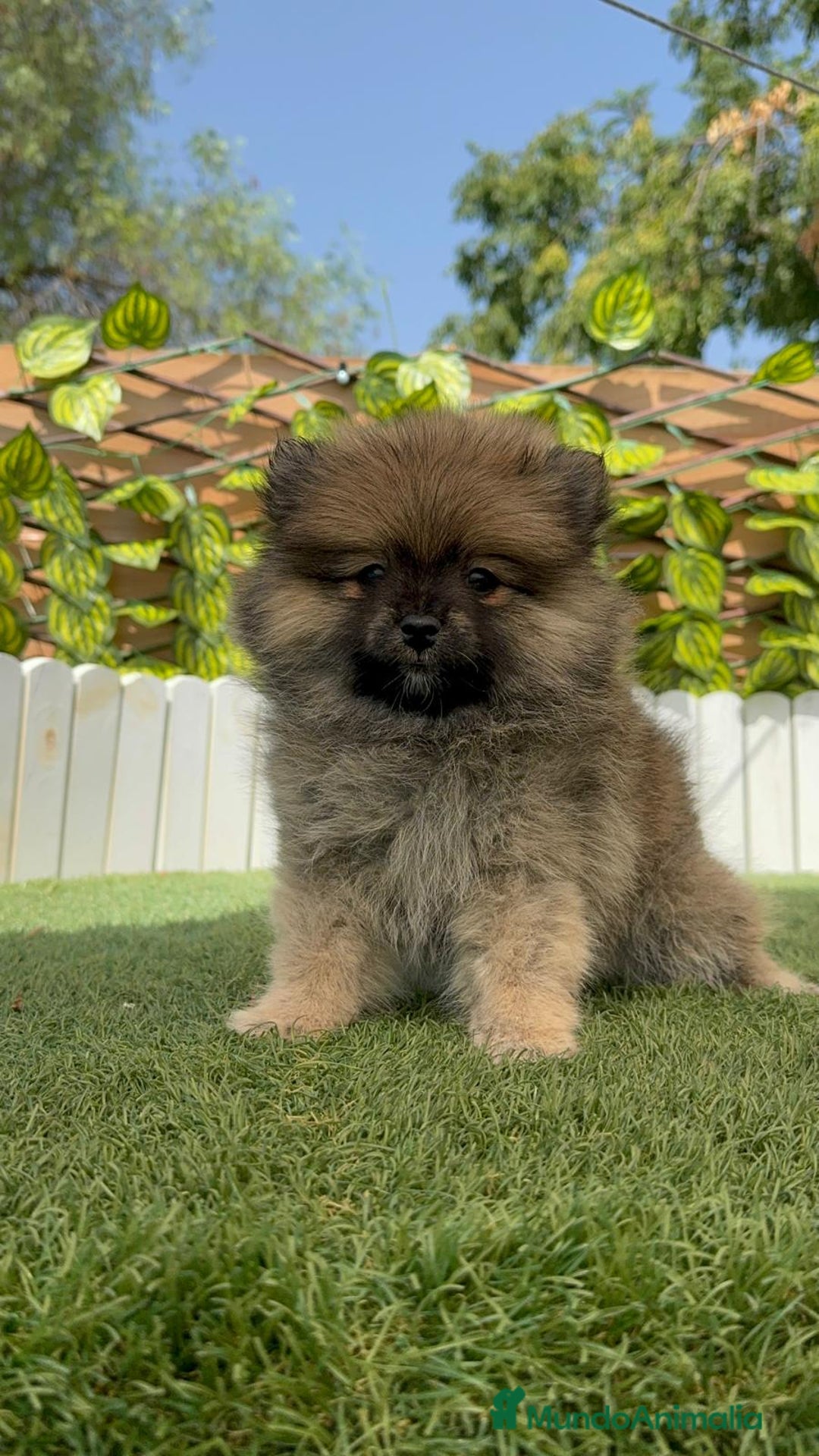 Pomerania perros en venta: POMERANIA MACHO 2 - Imagen 1