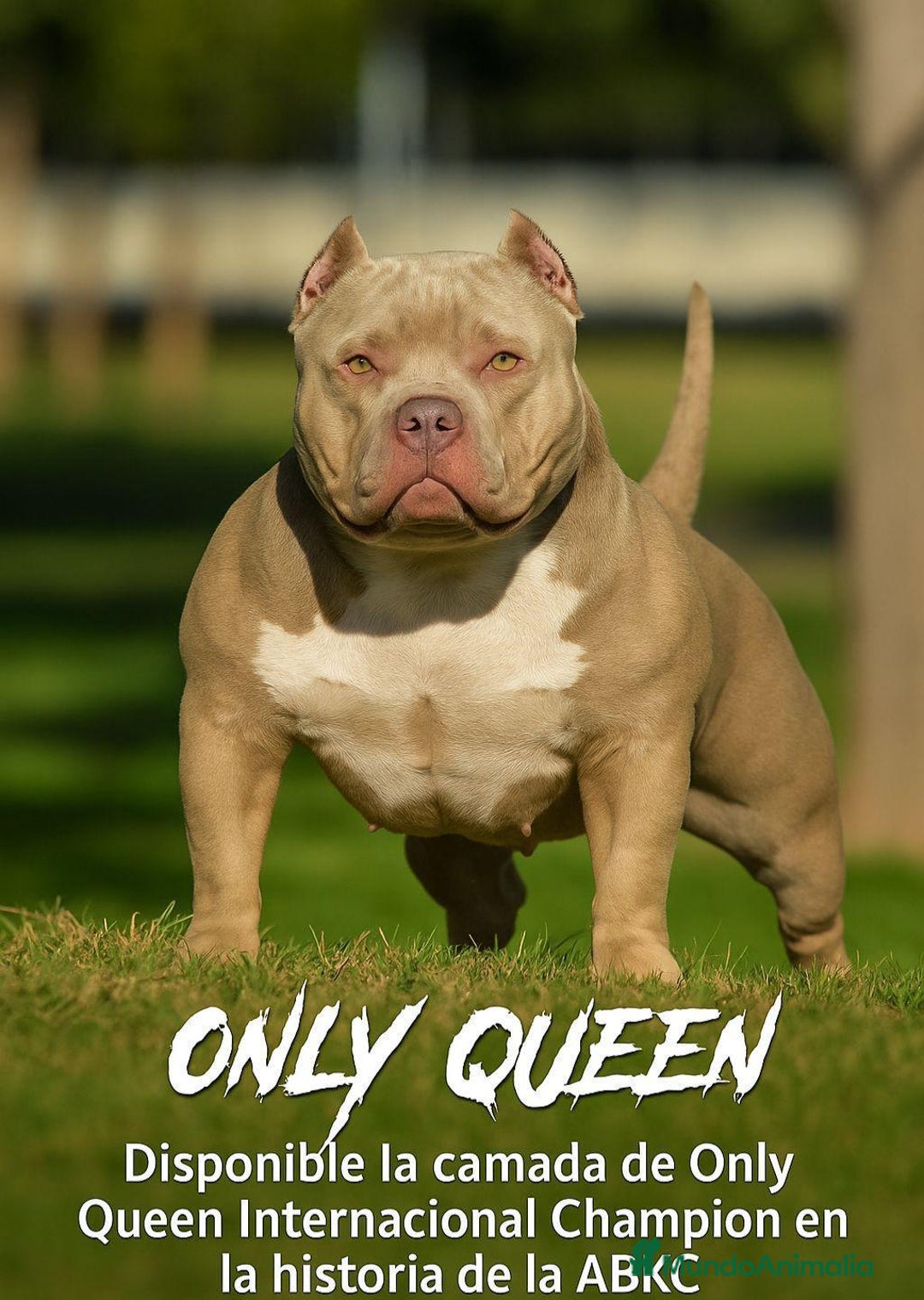 American Bully perros en venta: 💎🐾 CACHORROS AMERICAN BULLY – ¡LA MEJOR LÍNEA! - Imagen 15
