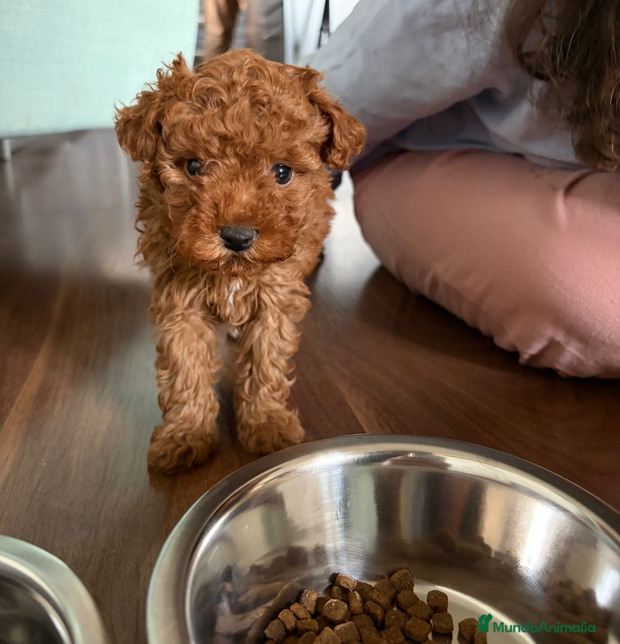 Caniche Toy perros en venta: Caniche Toy  - Anuncio 1