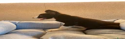 Border Collie perros en venta: CACHORROS BORDER COLLIE LÍNEA DE TRABAJO  - Anuncio 4