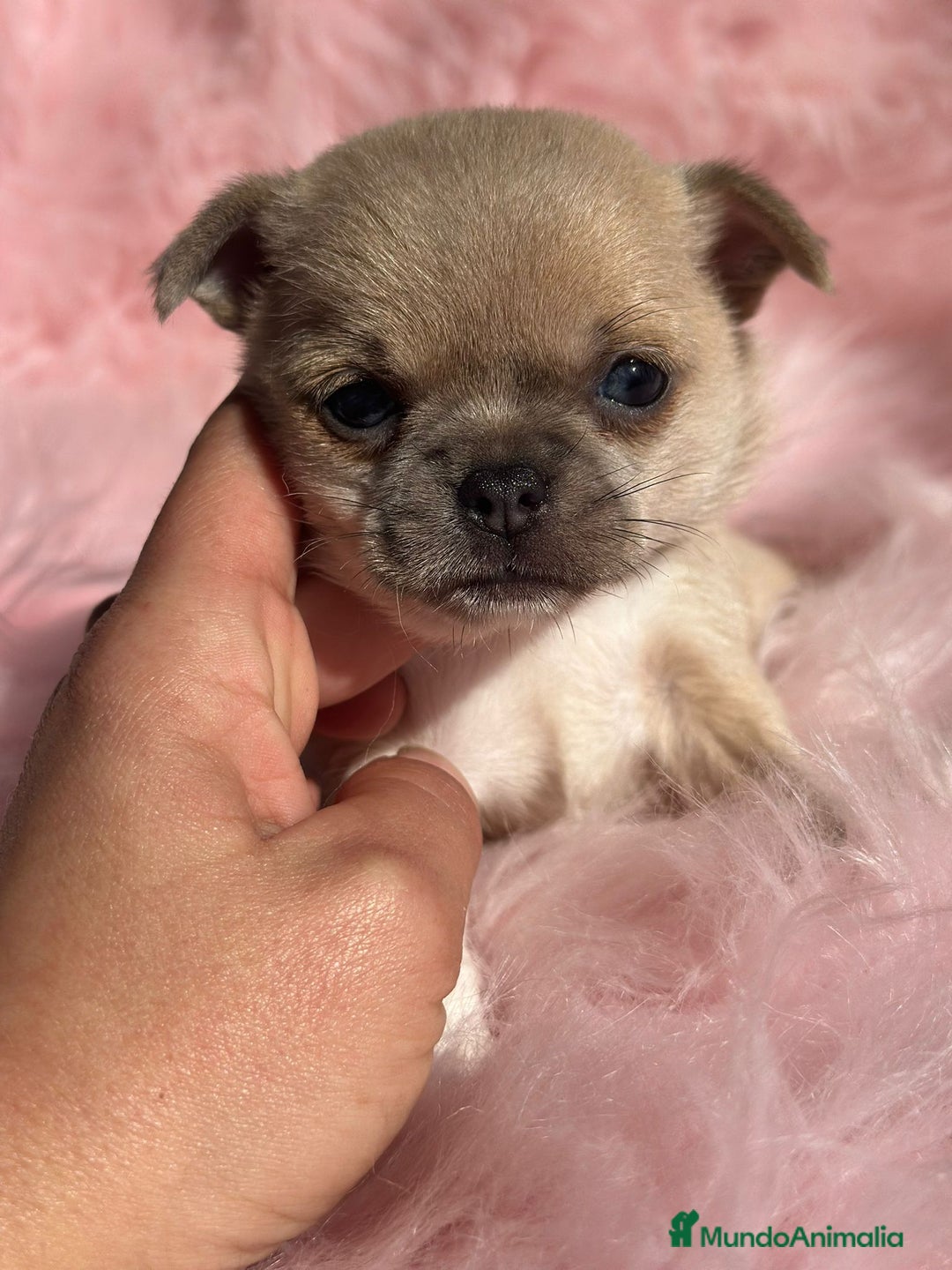 Chihuahua perros en venta: Chihuahua Toy Isabella  - Anuncio 4