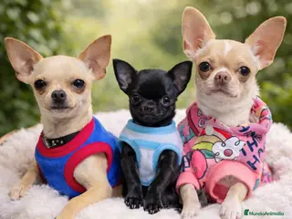 Chihuahua perros Chihuahua - Anuncio 1