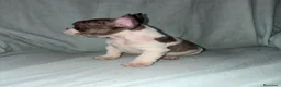 Bulldog Francés perros en venta: BULLDOG FRANCÉS - Anuncio 5