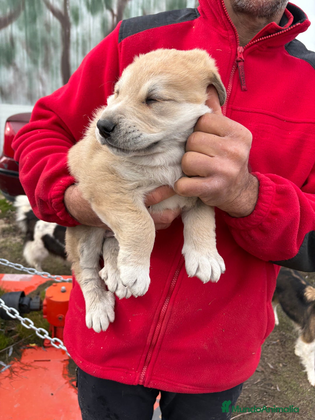 Mastín Español perros en venta: Macho mastín Español cachorro - Anuncio 11