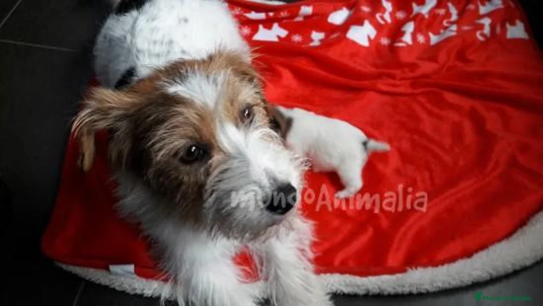 Imagen de galería {{count}}