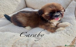 Raza Mixta perros en venta: Cachorros en Caraby Benidorm  - Imagen 2