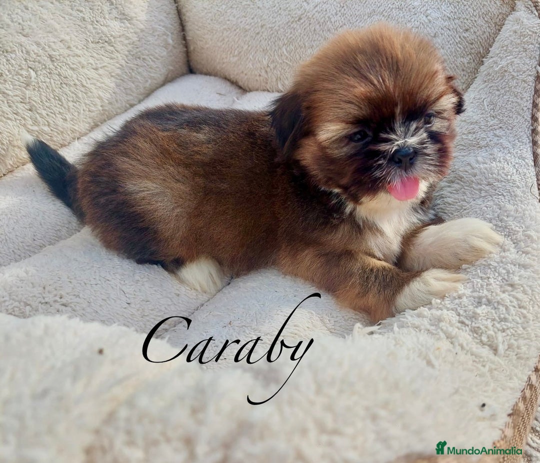 Raza Mixta perros en venta: Cachorros en Caraby Benidorm  - Imagen 2