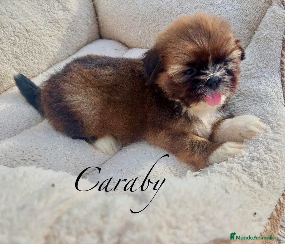 Raza Mixta perros en venta: Cachorros en Caraby Benidorm  - Anuncio 5