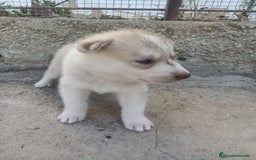 Husky Siberiano perros en venta: HUSKY - Imagen 5