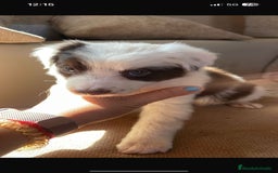 Border Collie perros en venta: Border collie  - Imagen 1