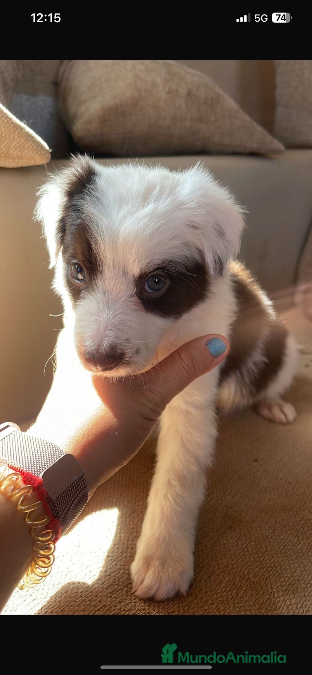 Border Collie perros en venta: Border collie  - Imagen 1