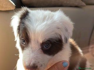 Border Collie perros - Anuncio 2