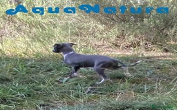 Pequeño Lebrel Italiano perros en venta: Lebrel Italiano Hembra 3 AQUANATURA - Imagen 3