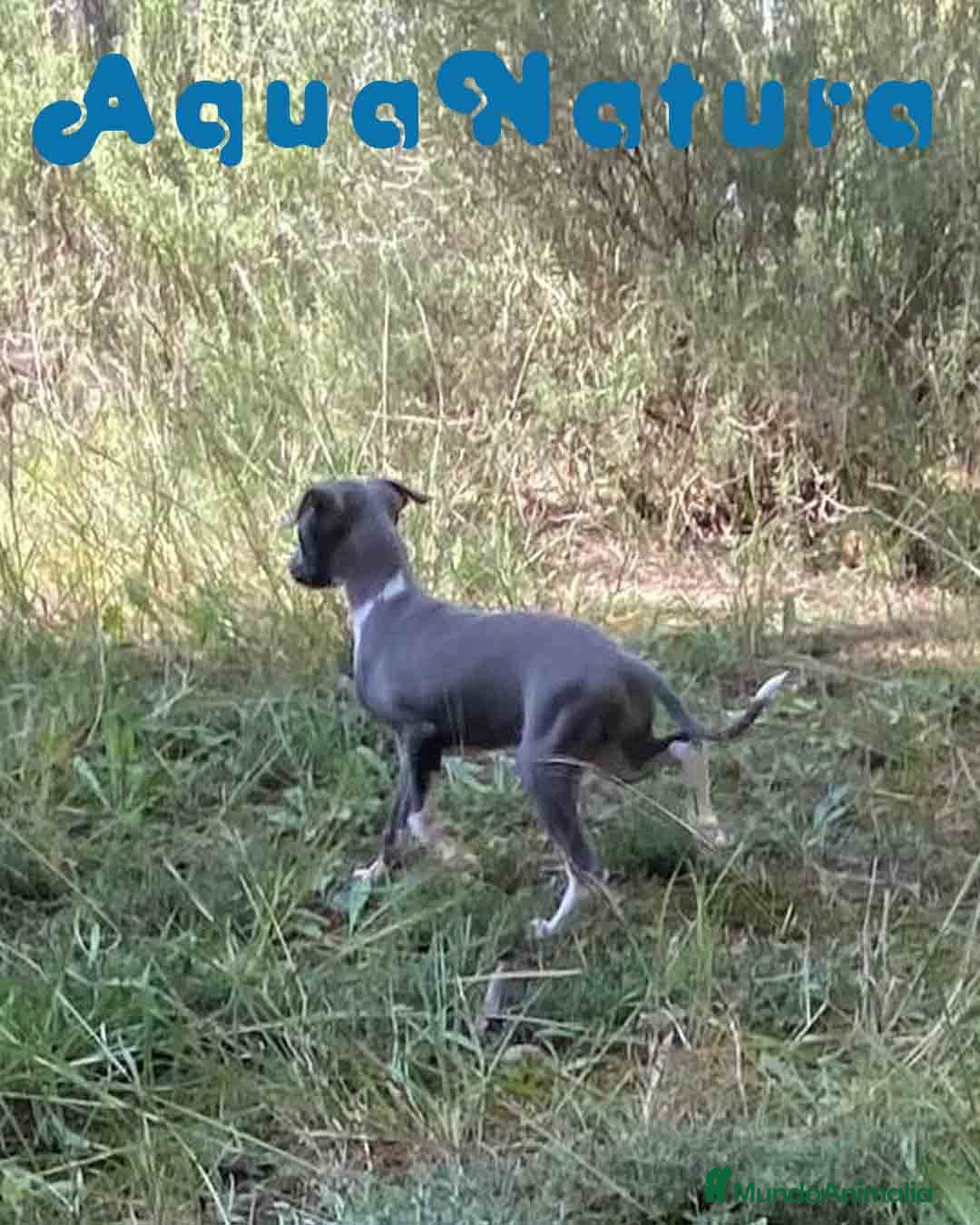 Pequeño Lebrel Italiano perros en venta: Lebrel Italiano Hembra 3 AQUANATURA - Imagen 3